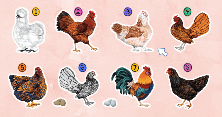 Tap the Chicken and Find Out Who Is Jealous of You!